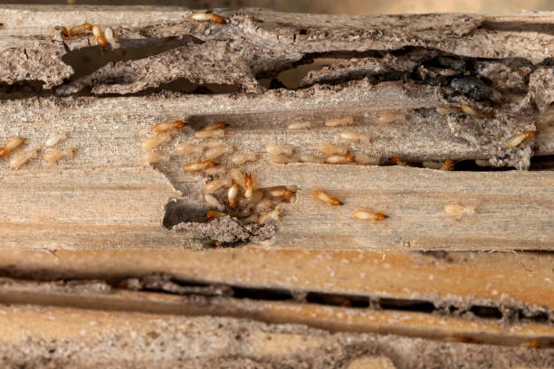  Lifornia City, CA Pest Control Pros
