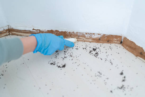 Best Affordable Pest Control Services  in Lifornia City, CA